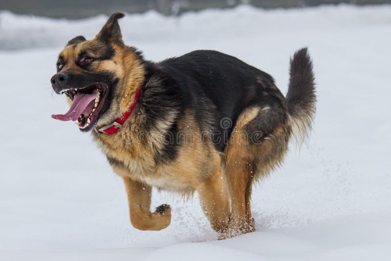 Are German Shepherds Good Running Dogs