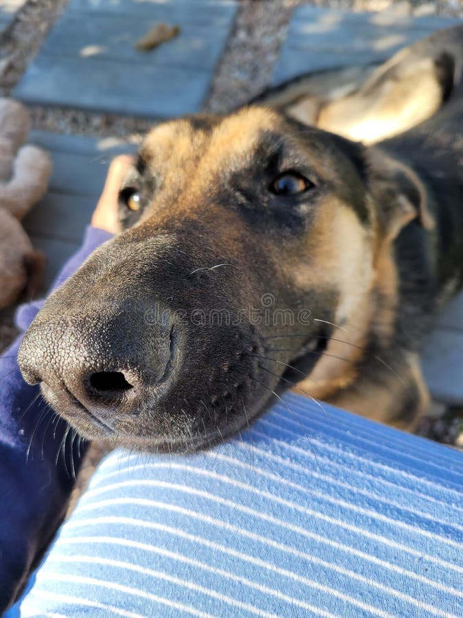 German Shepherd S Long Nose Stock Photo Image of puppies, outdoors
