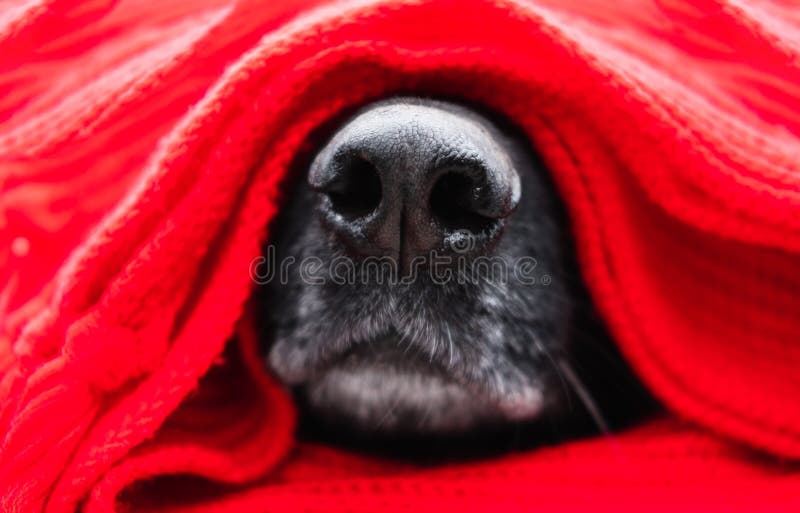 Warming up for winter. German shepherd`s muzzle is wrapped in red hand-knitted scarf in close-up. Charming wet black dog nose