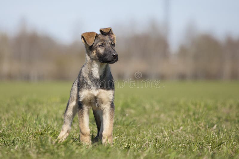 German shepherd`s puppy