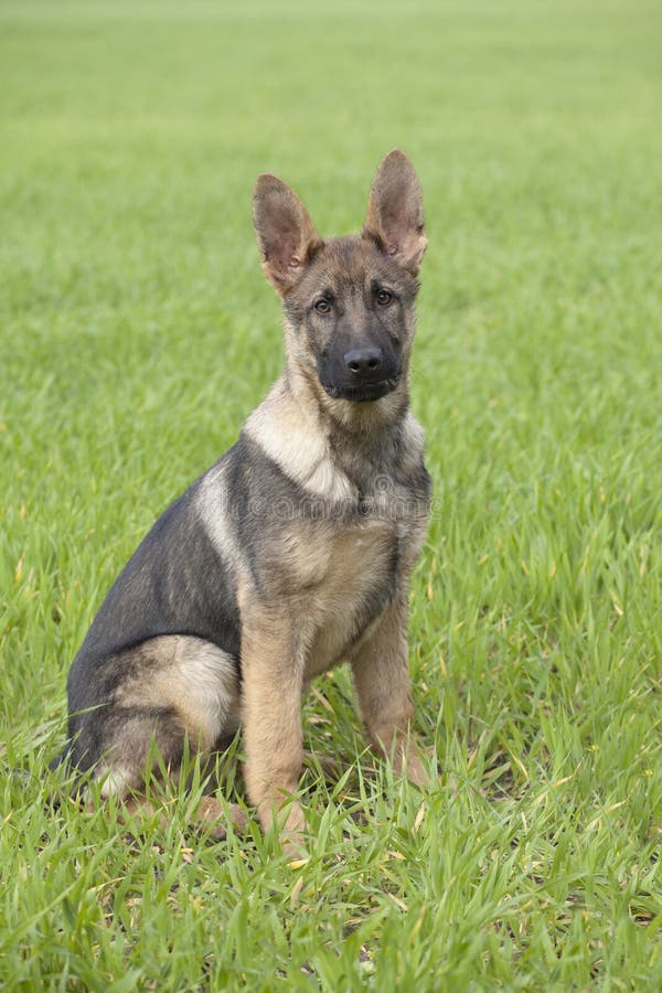 German shepherd`s puppy