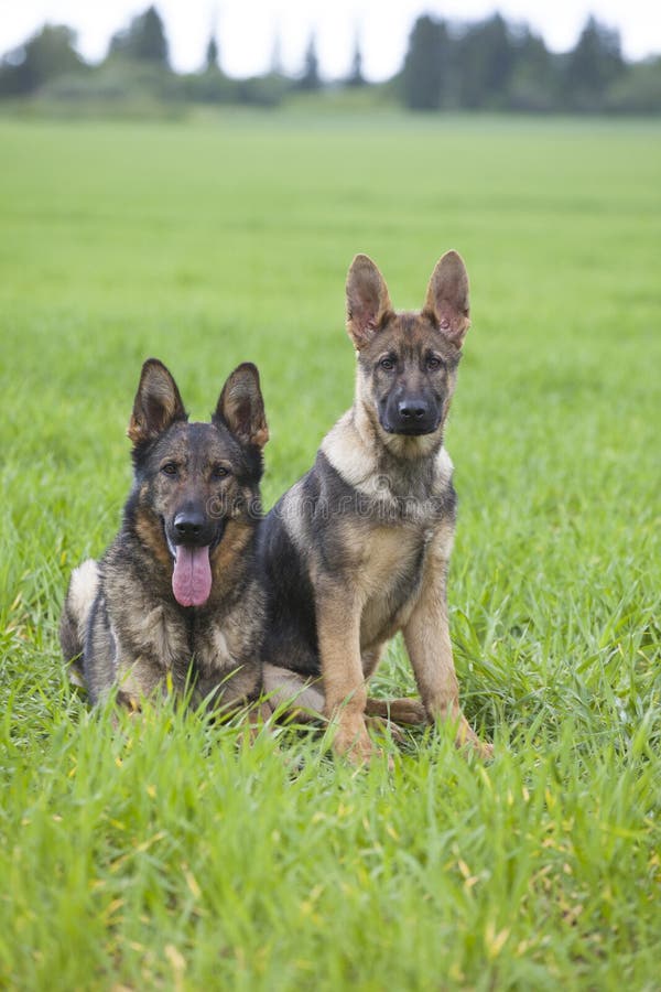 German shepherd`s puppys