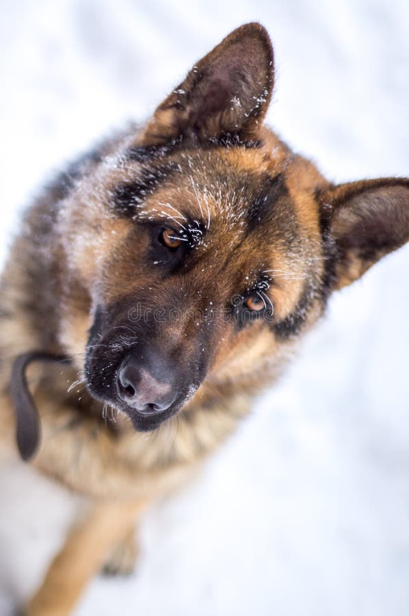 German shepherd sad look stock image. Image of courage - 71813541