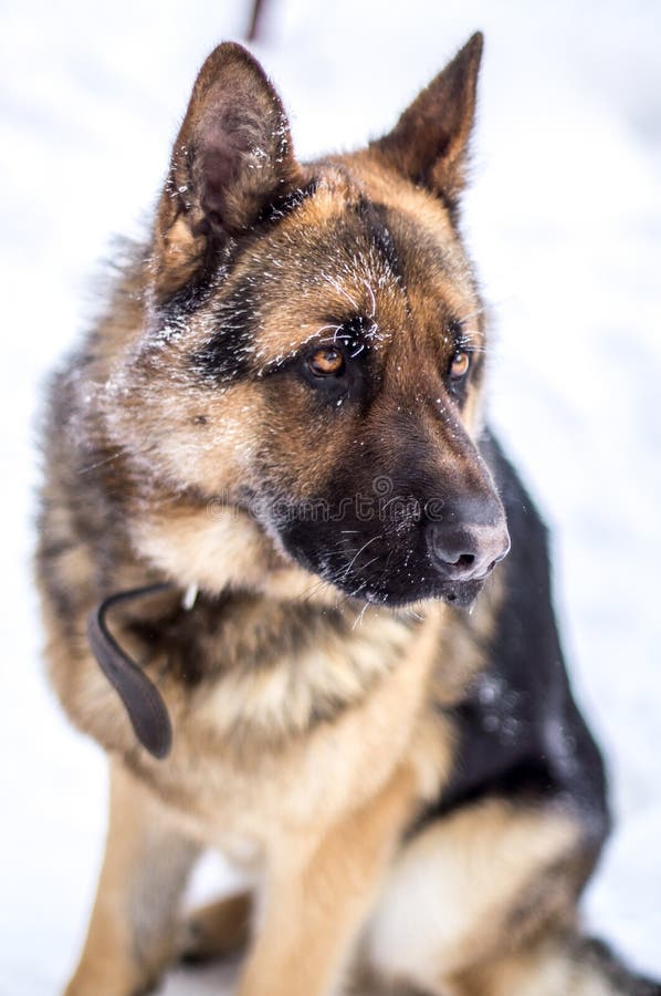 German shepherd sad look stock image. Image of courage - 71813541