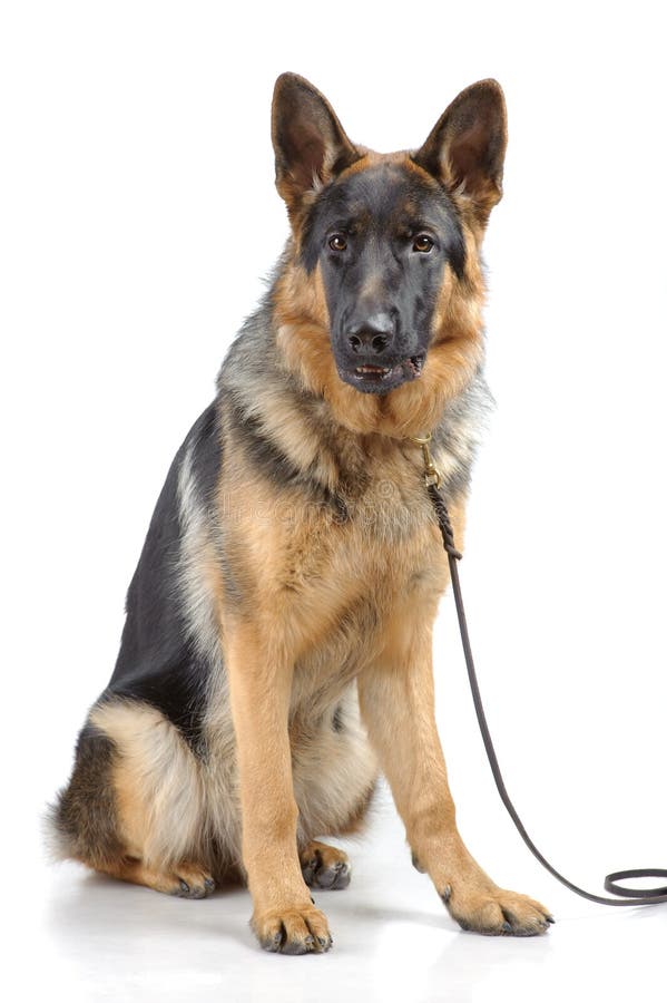 German shepherd sitting stock image. Image of attentive 20888371