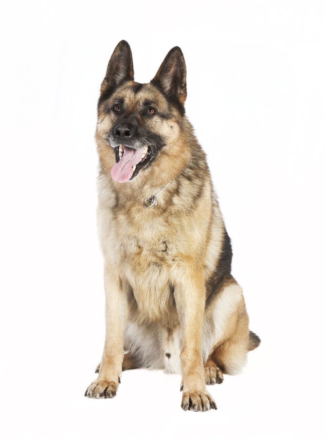 German Shepherd sitting stock image. Image of sheepdog 50471219