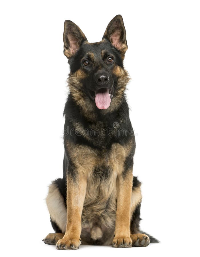 German Shepherd sitting stock photo. Image of mammal 67203812