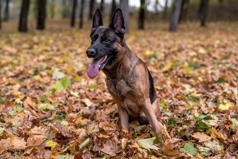 German Shepherd Sitting Stock Images Download 5,602 Royalty Free Photos