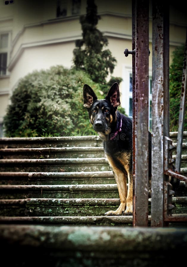 German Shepherd Sitting on the Stairs of the Castle Park Stock Photo