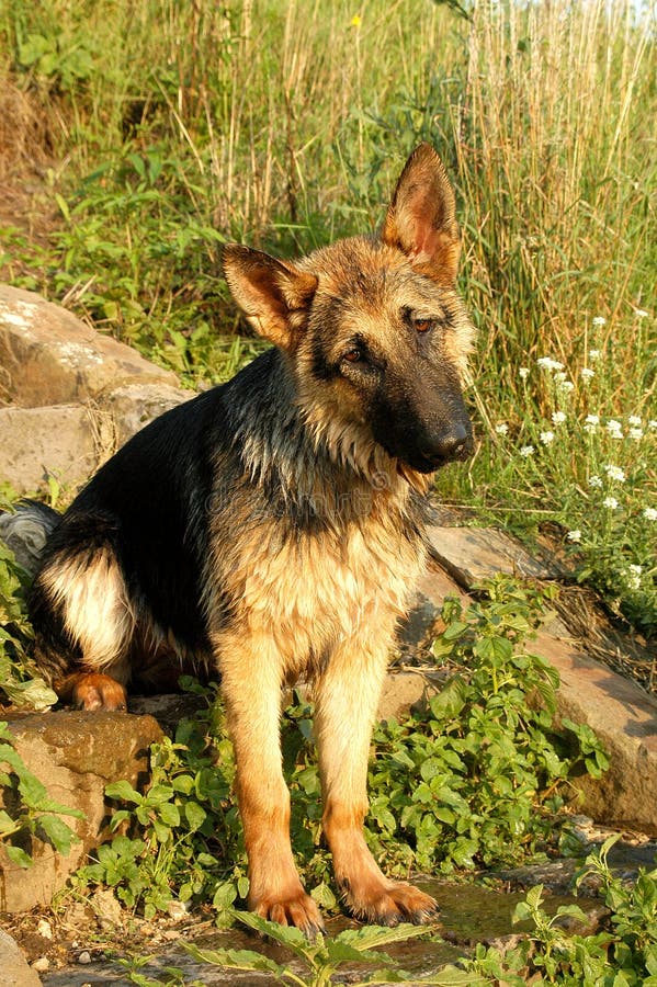 German Shepherd on stairs stock image. Image of wold, plants 1473803