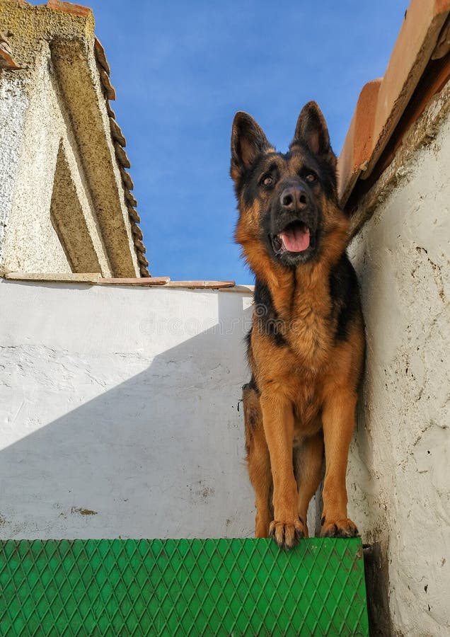 German Shepherd on Stairs Watching Stock Image Image of sports
