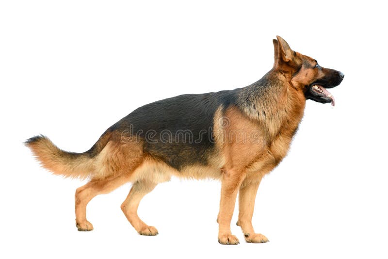 German Shepherd Standing on the White Background. Service or Working ...