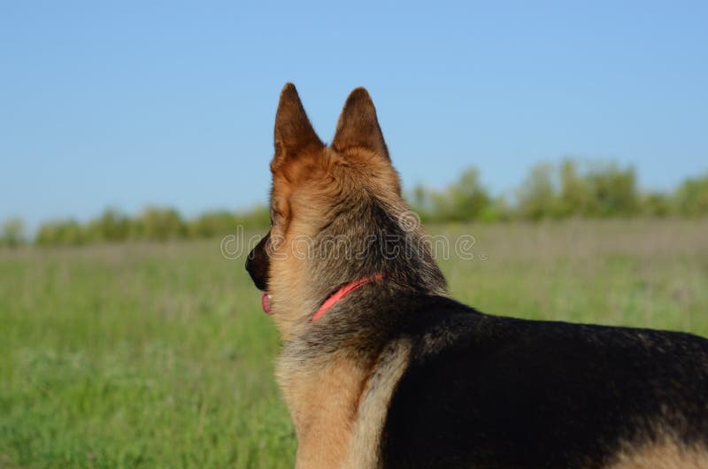 German shepherd stands in the field royalty free stock photo German shepherd stands in the field royalty free stock photo