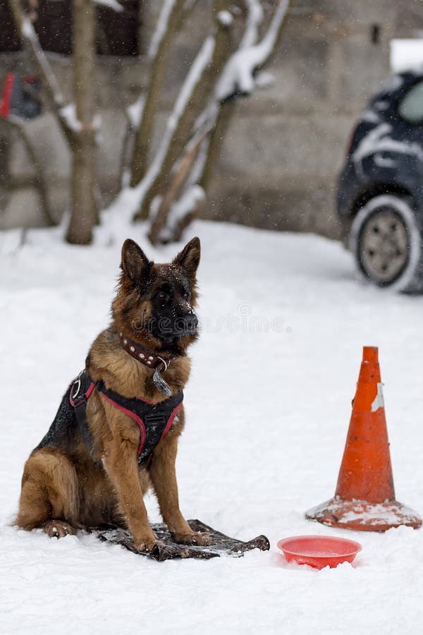 German Shepherd Training Protection Editorial Photo Image of cold
