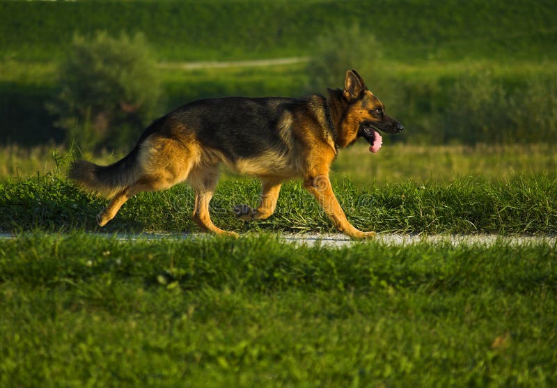How Far To Walk A German Shepherd