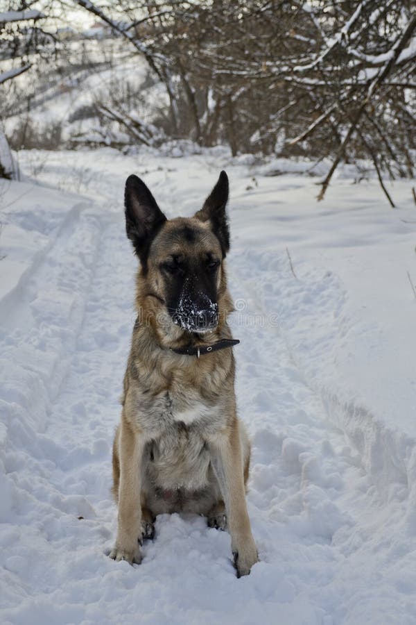 German Shepherd in Winter on White Snow. Stock Image - Image of ...