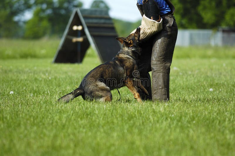 German shepherd at work