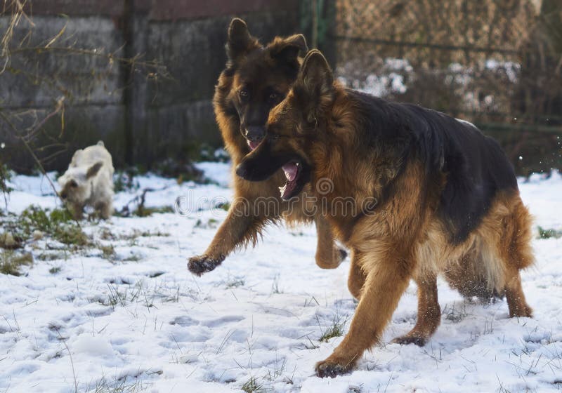 German Shepherds are Running in the Garden in the Snow. Stock Image