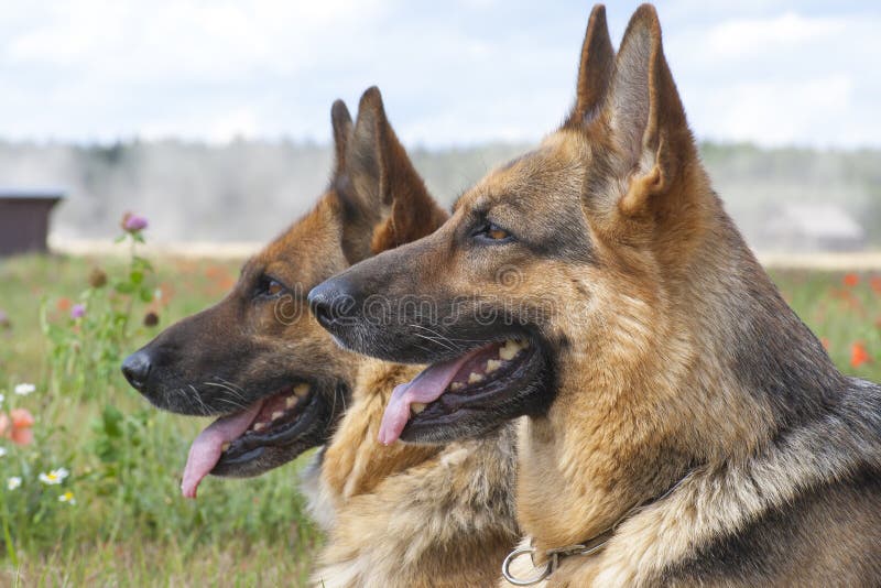 German shepherds