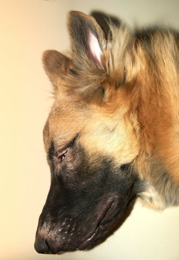 261 German Shepherd Top View Stock Photos Free & RoyaltyFree Stock