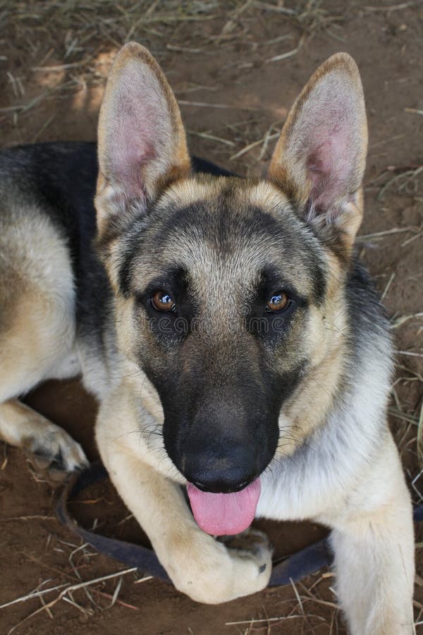 German Sheppard