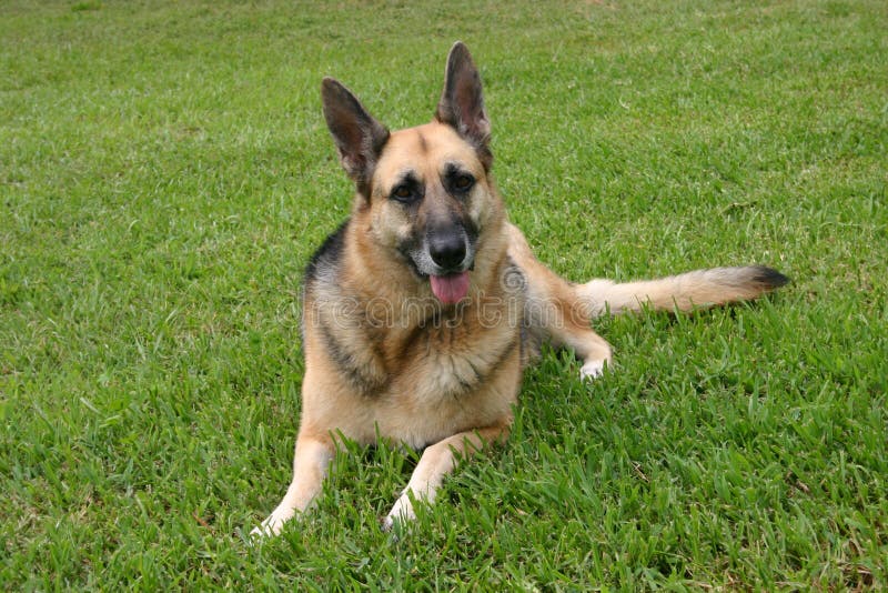 German sheppard laying in the grass