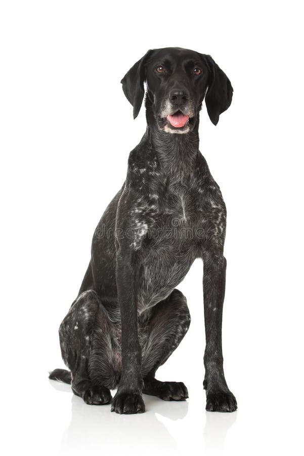 german short hair dog
