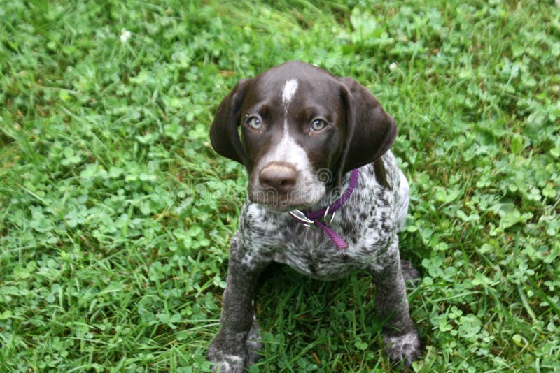 German short hair pup stock photo German short hair pup stock photo