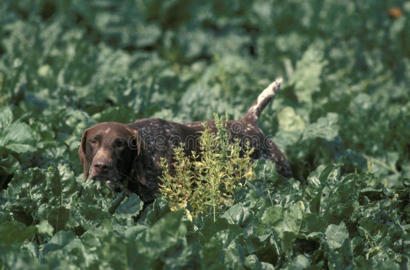 German Short-Haired Pointer hunting in Sugar Beet`s Field