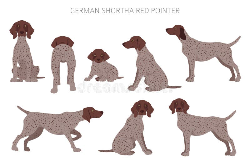 german shorthaired pointer coat colors