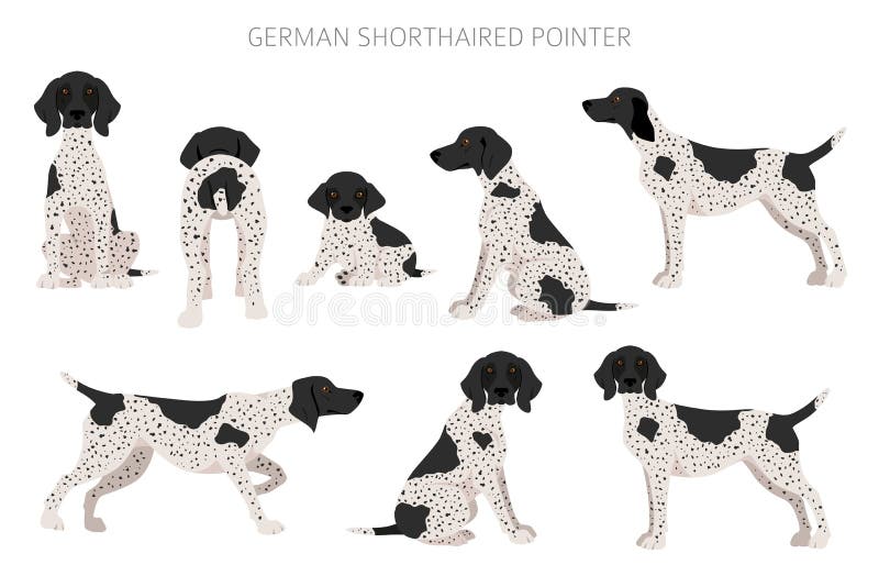 german shorthaired pointer coat