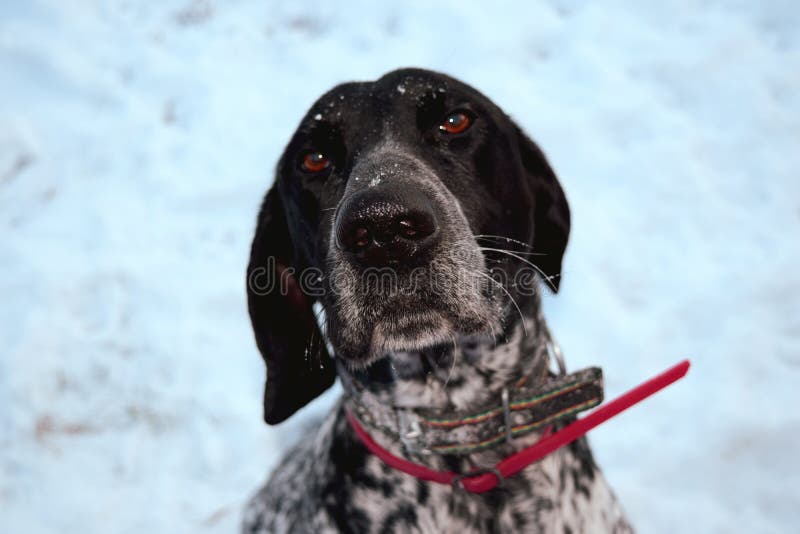 Sad German Pointer Dog Outdoor Portrait Walking in Snow Stock Photo ...