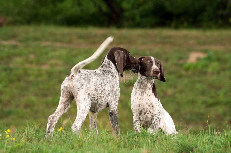 German Shorthaired Pointer Dog Sitting In Field Stock Image