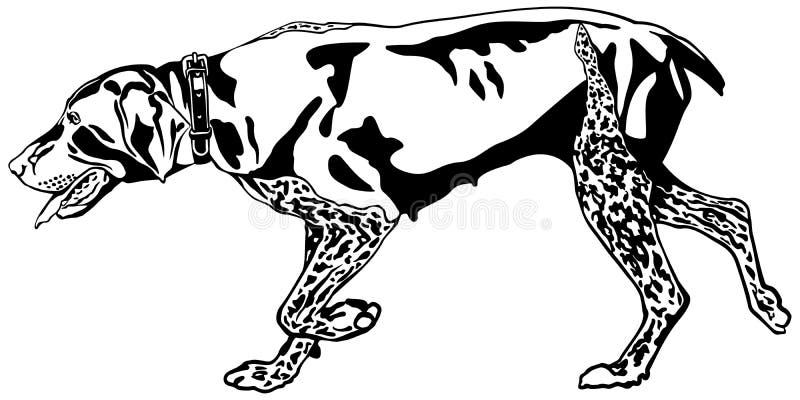 Download German Shorthaired Pointer Hunting Dog Stock Vector - Image: 45874471