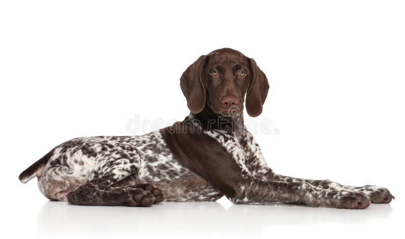 German shorthaired pointer royalty free stock image