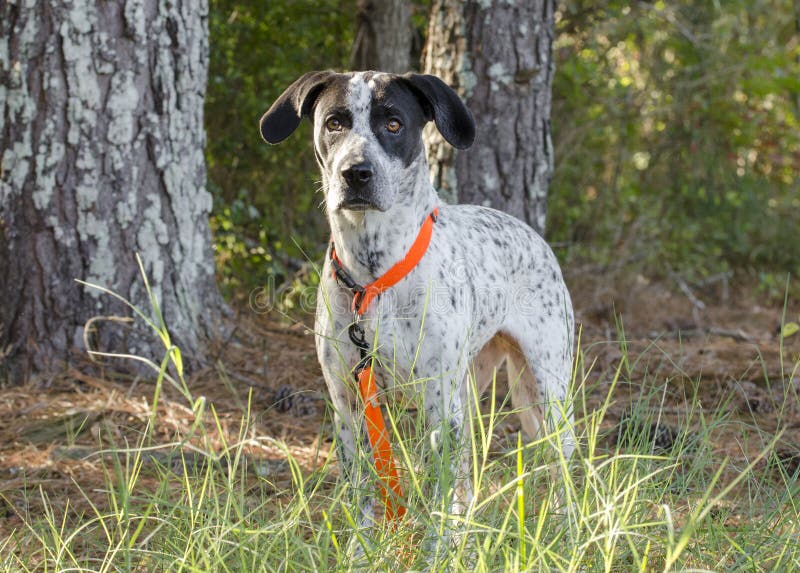 German Shorthaired Pointer mixed breed dog