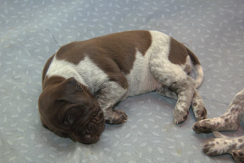 newborn german shorthaired pointer puppies