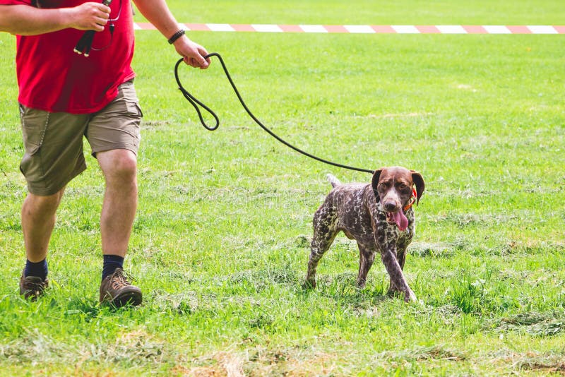 The German Shorthaired Pointer Runs with the Host while Strolling in