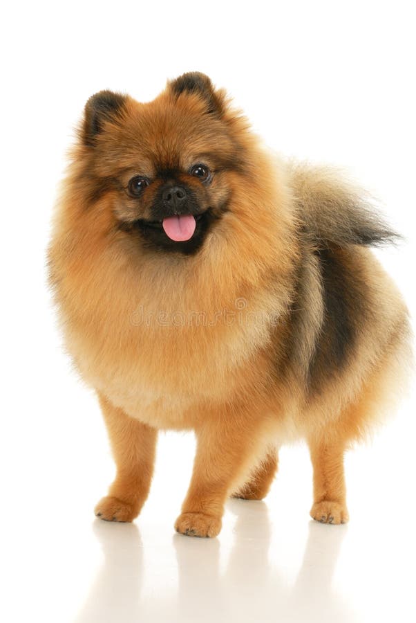 German Spitz