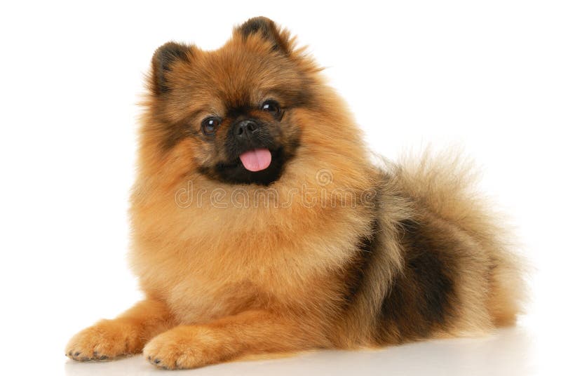 German Spitz