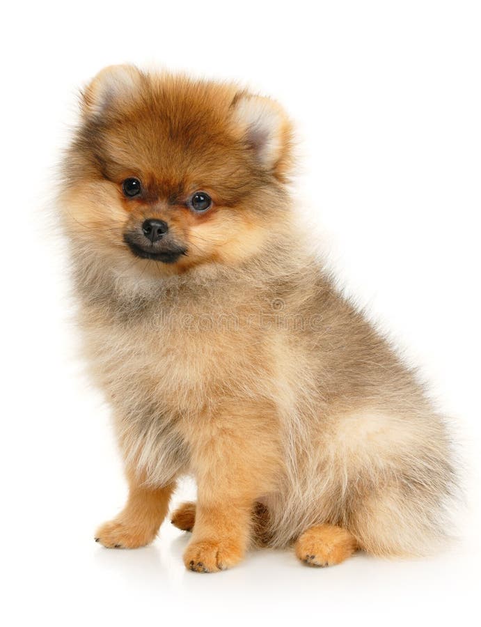 German Spitz