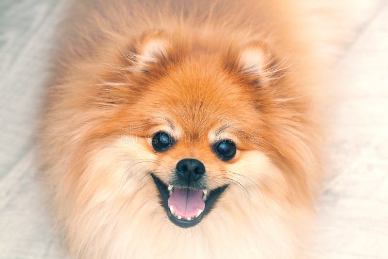 Dog Spitz Orange. Small Dog Breeds Stock Image Image of pretty, animal 36915595