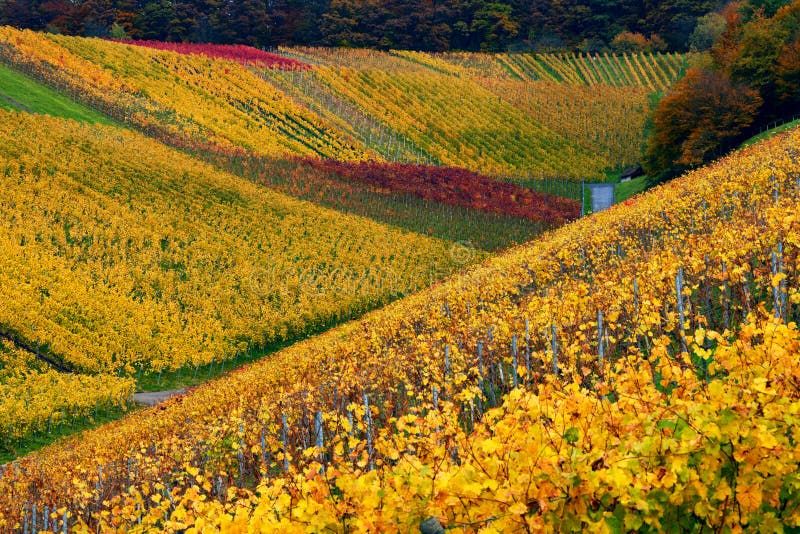 German winery hills