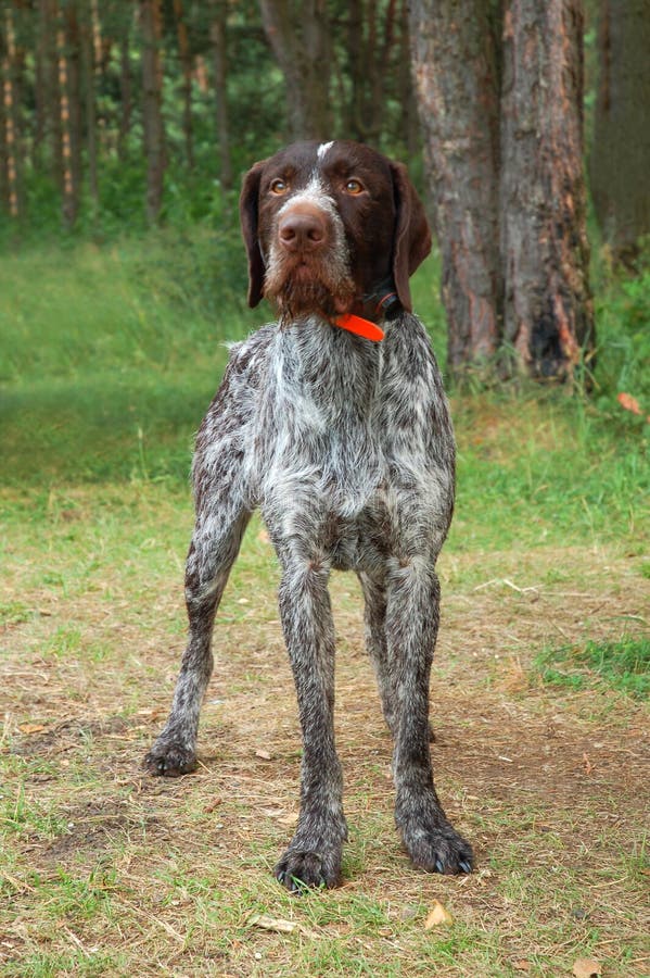 German wirehaired pointer stock photo
