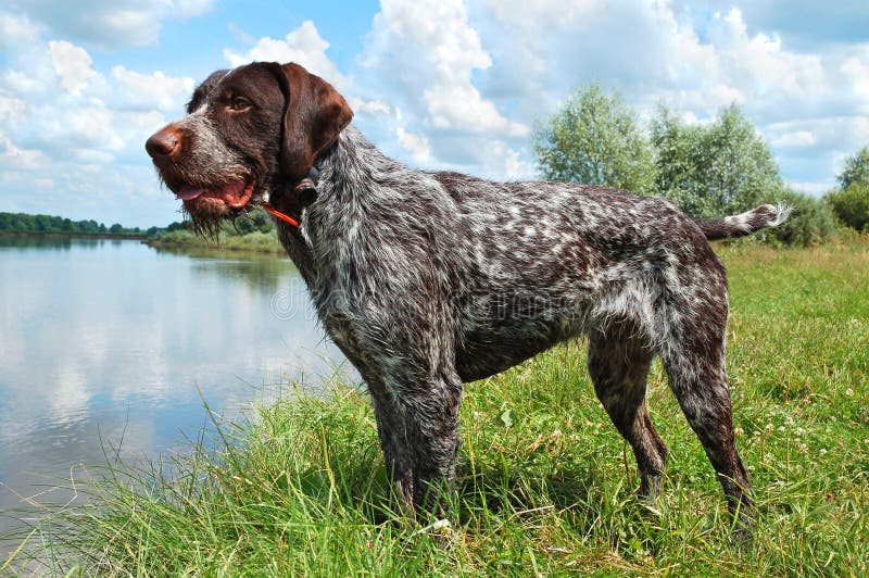 German wirehaired pointer royalty free stock photos