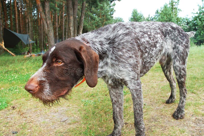 German wirehaired pointer royalty free stock photo