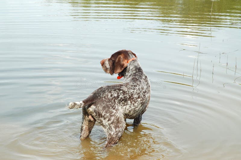 German wirehaired pointer royalty free stock photos