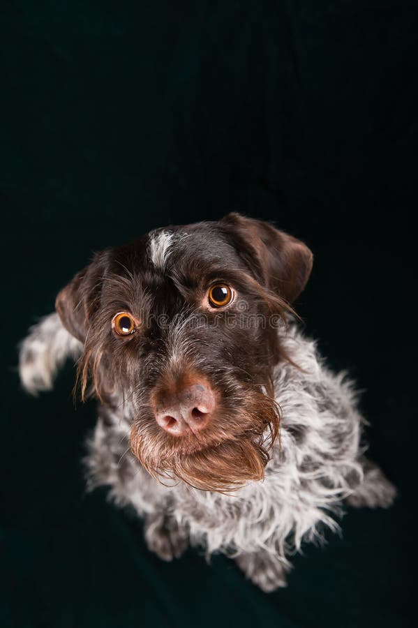 German wirehaired pointer royalty free stock images