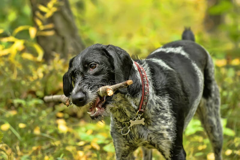 German wirehaired pointer royalty free stock images