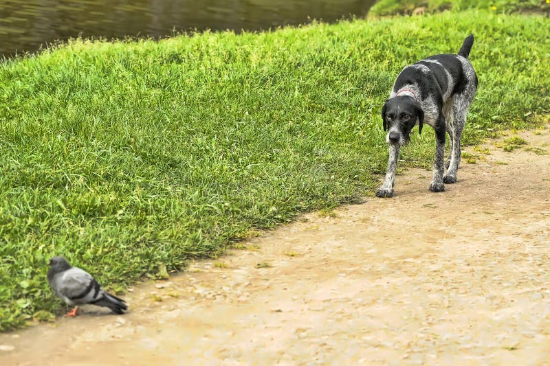 German wirehaired pointer royalty free stock images